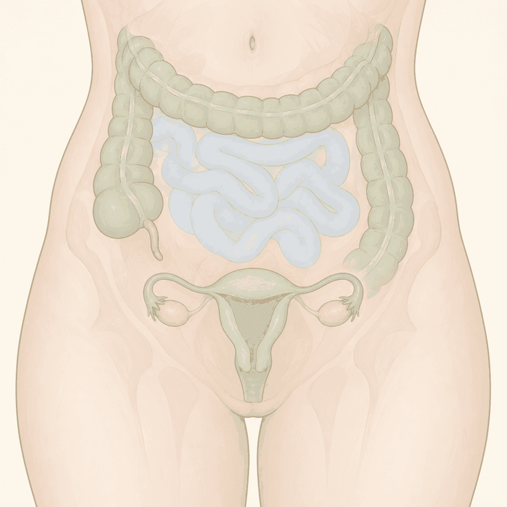 Front view of a woman's belly and pelvis. The large intestine is green and the small intestine is pale blue. The appendix hangs from the large intestine low on the body's right side. The uterus is in the center of the pelvis with an ovary on each side, lower than the appendix.